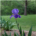 E45 - Iris at Cox Lane Park