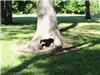 E51 - Tree at Lakewood Park