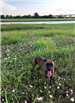 E55 - Trinity River Greenbelt dog