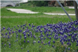 E75 - Bluebonnets Northaven Trail