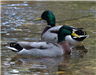 E79 - Ducks at Joes Creek