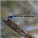 E68 - Blue Dragonfly at Northaven