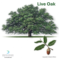 Live Oak