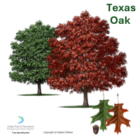 Texas Oak
