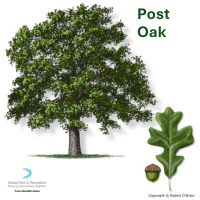 Post Oak