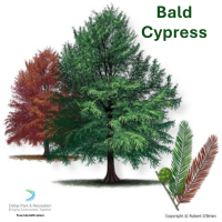 Bald Cypress