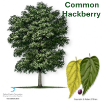 Common Hackberry