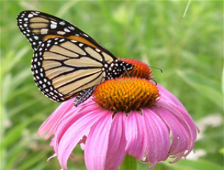 Monarch Wildflower