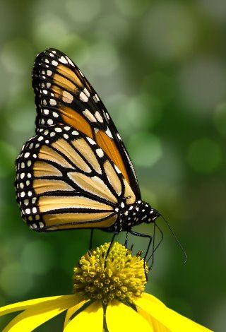 Monarch Butterfly