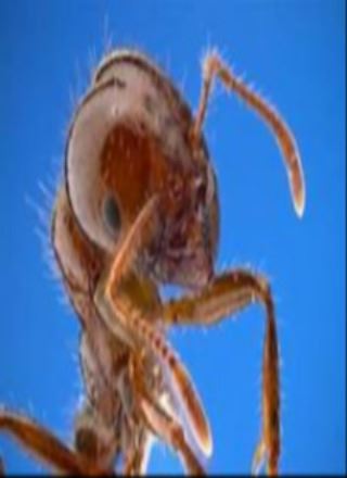 Fire Ant