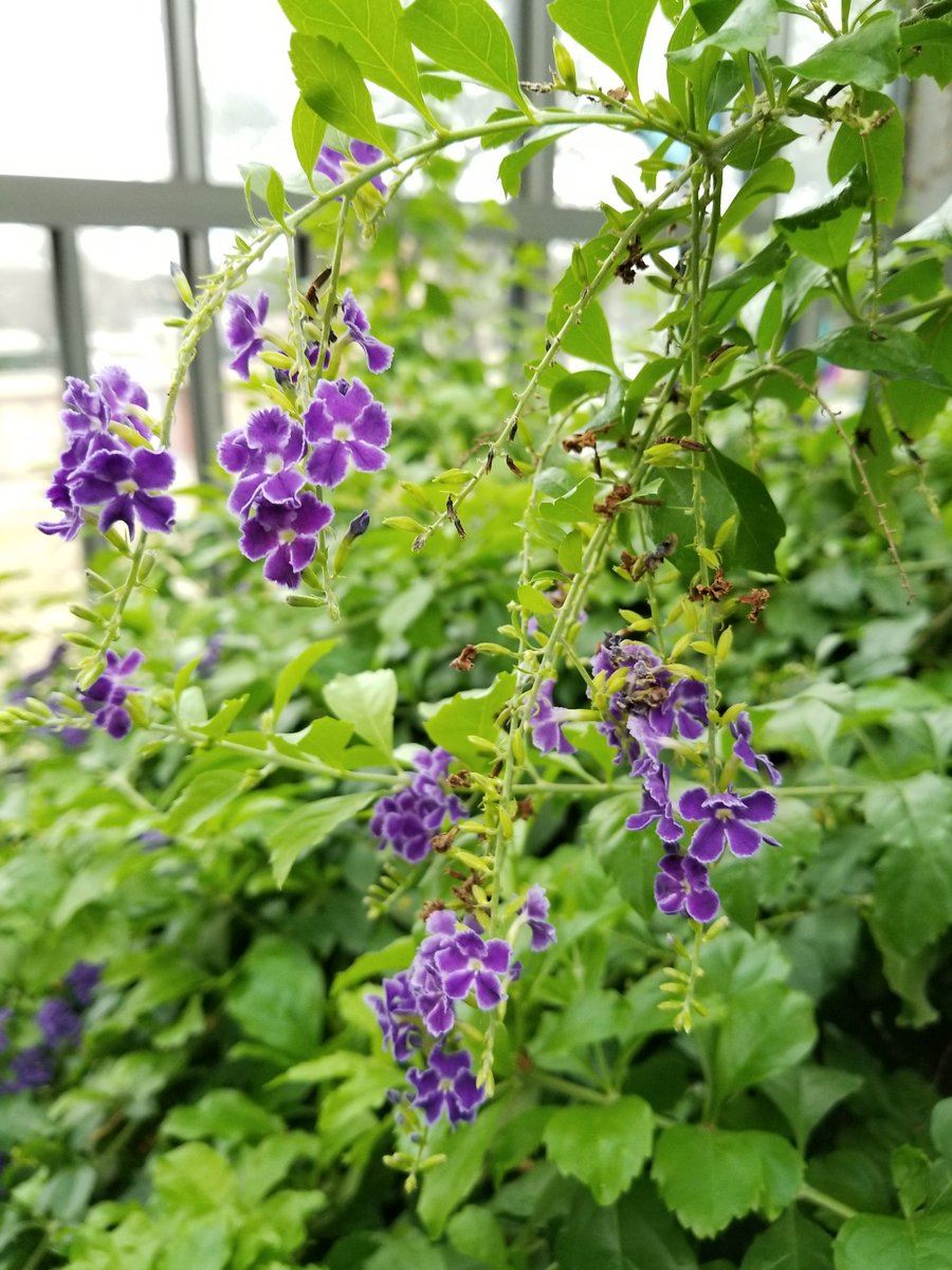 E88 - Purple Wildflowers