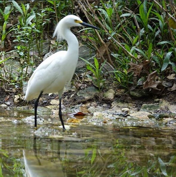E89 - Snowy Egret at Joes Creek
