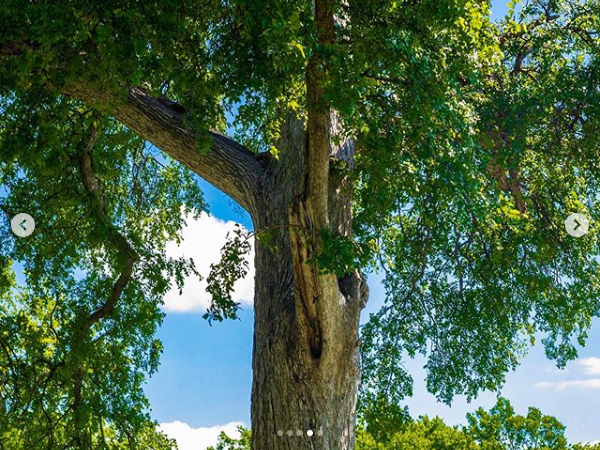 E90 - Tree at Kidd Springs
