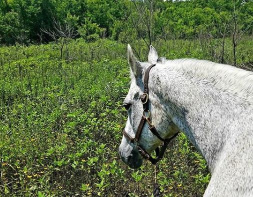 E65 - Horse in Great Trinity Forest2