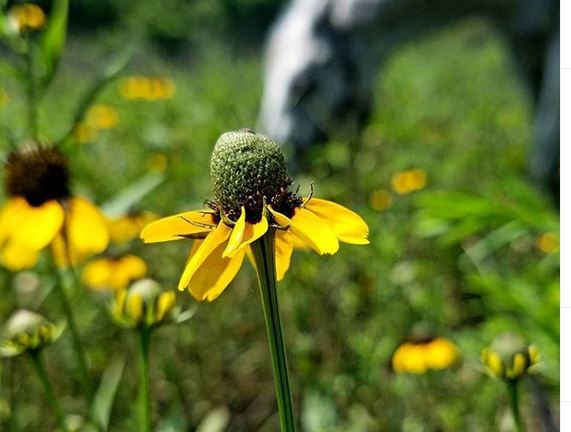 E69 - Sunflower and Horse Great Trinity Trail
