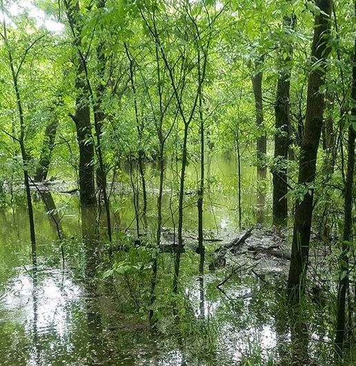 E70 - Great Trinity Forest2